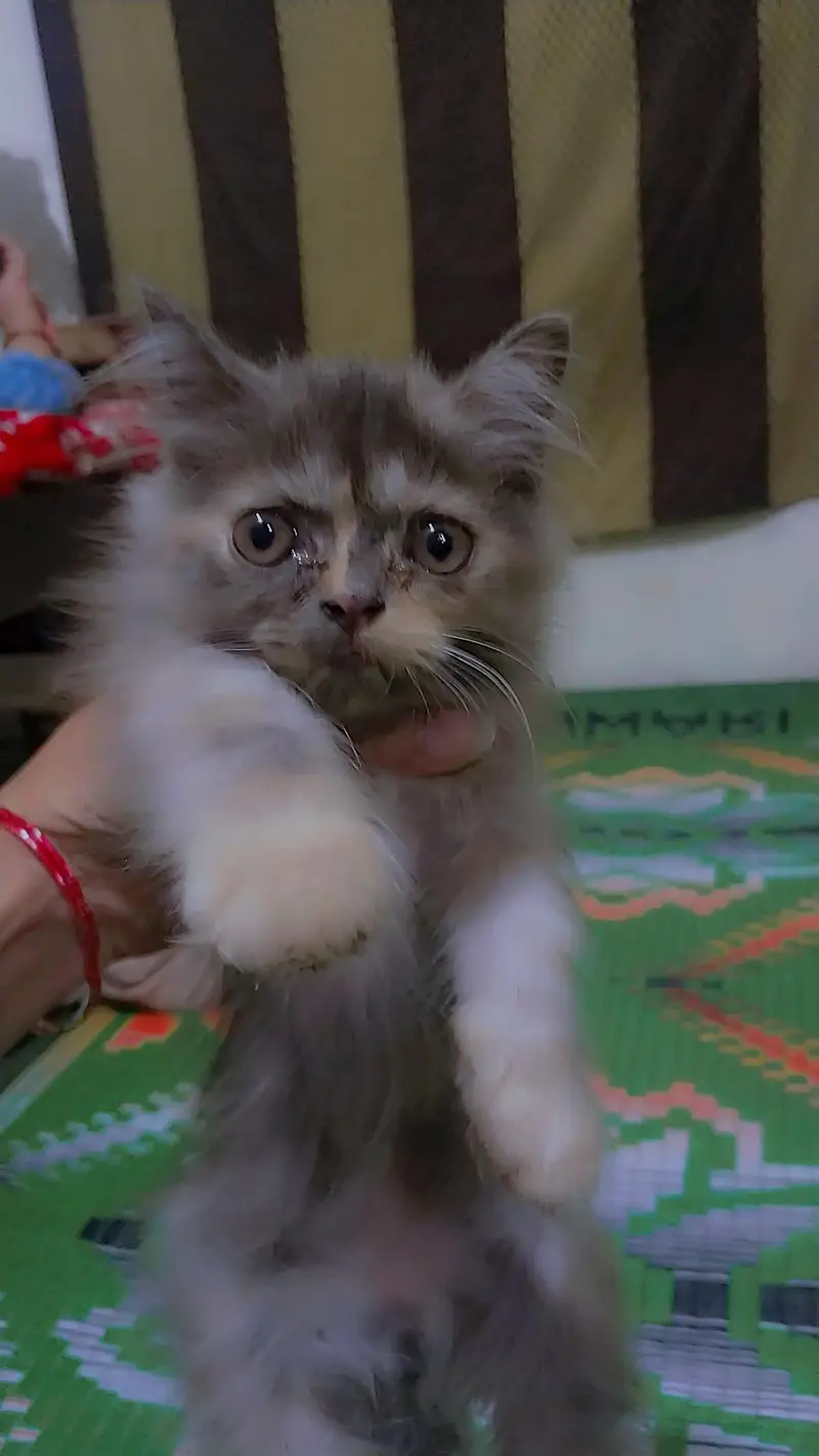 female cat — photo 2
