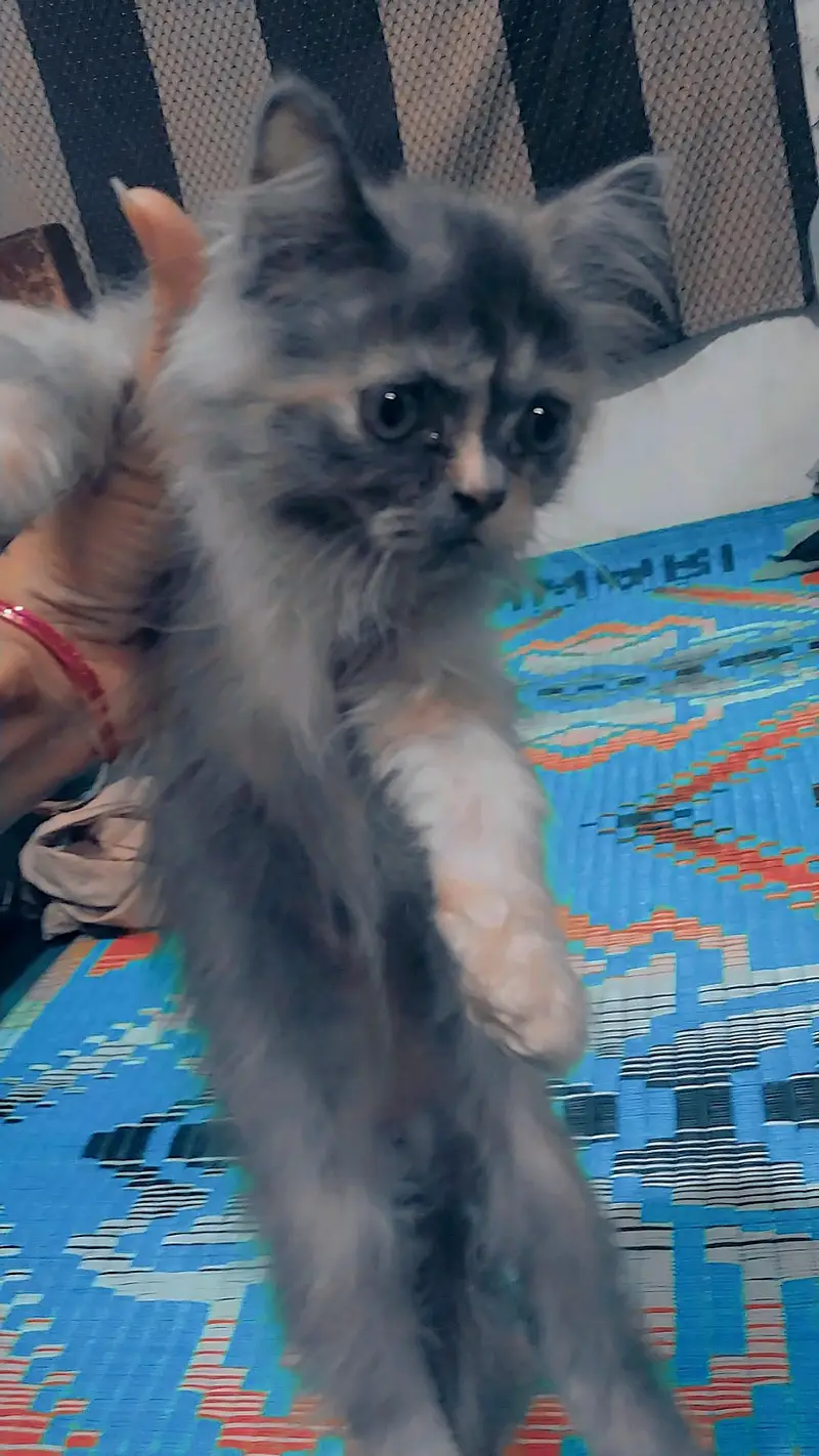 female cat — photo 3