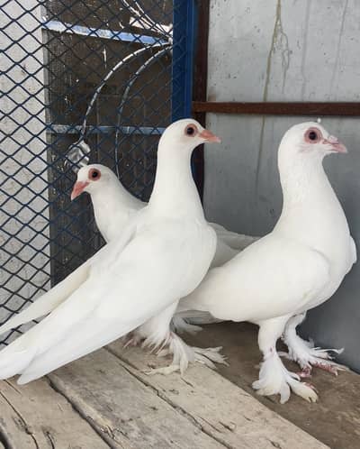 King Breeder Male