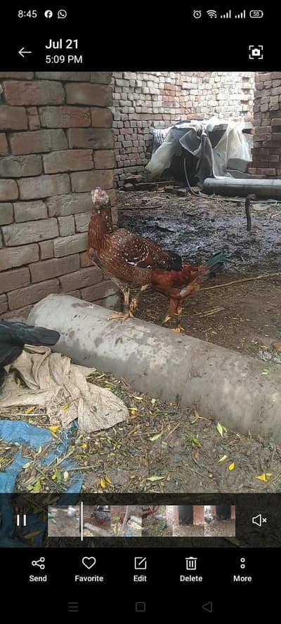 Aseel female