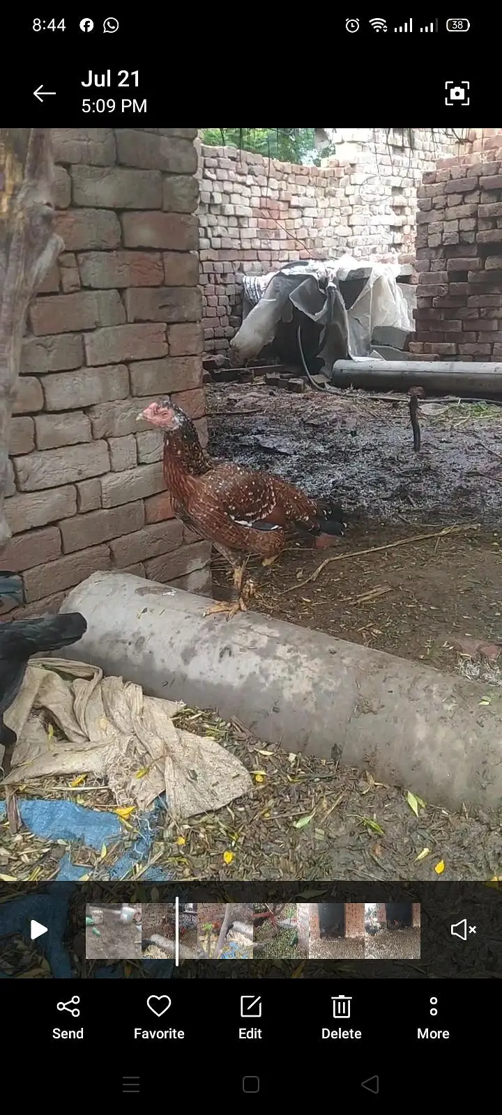Aseel female — photo 2