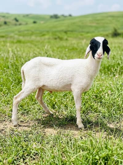 dumba sheep bakra goat mundra kajla larkana abluck gulabi baby sheep