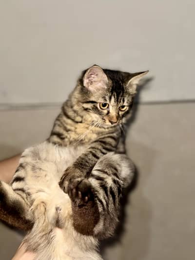 Pet lover can take his free of cost