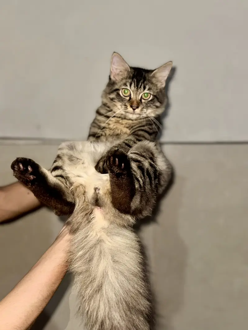Pet lover can take his free of cost — photo 4