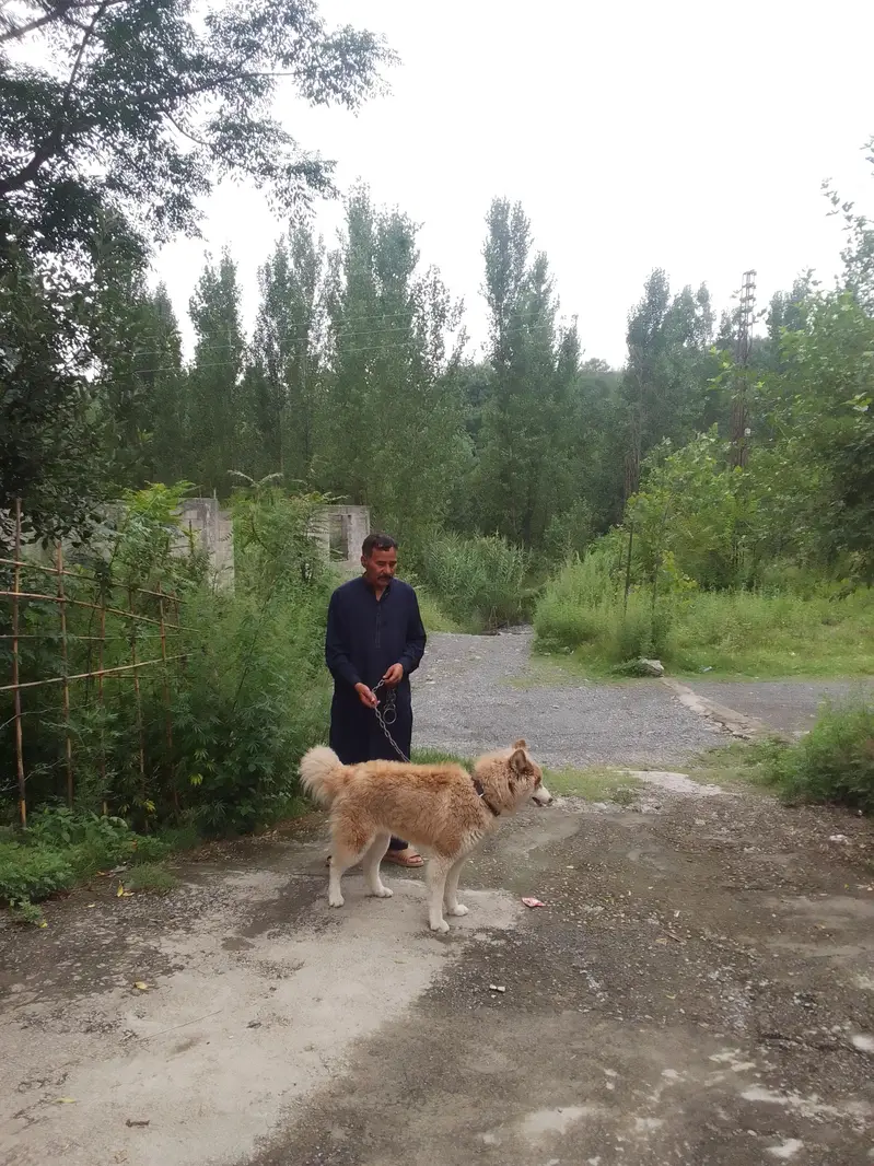 husky dog — photo 3