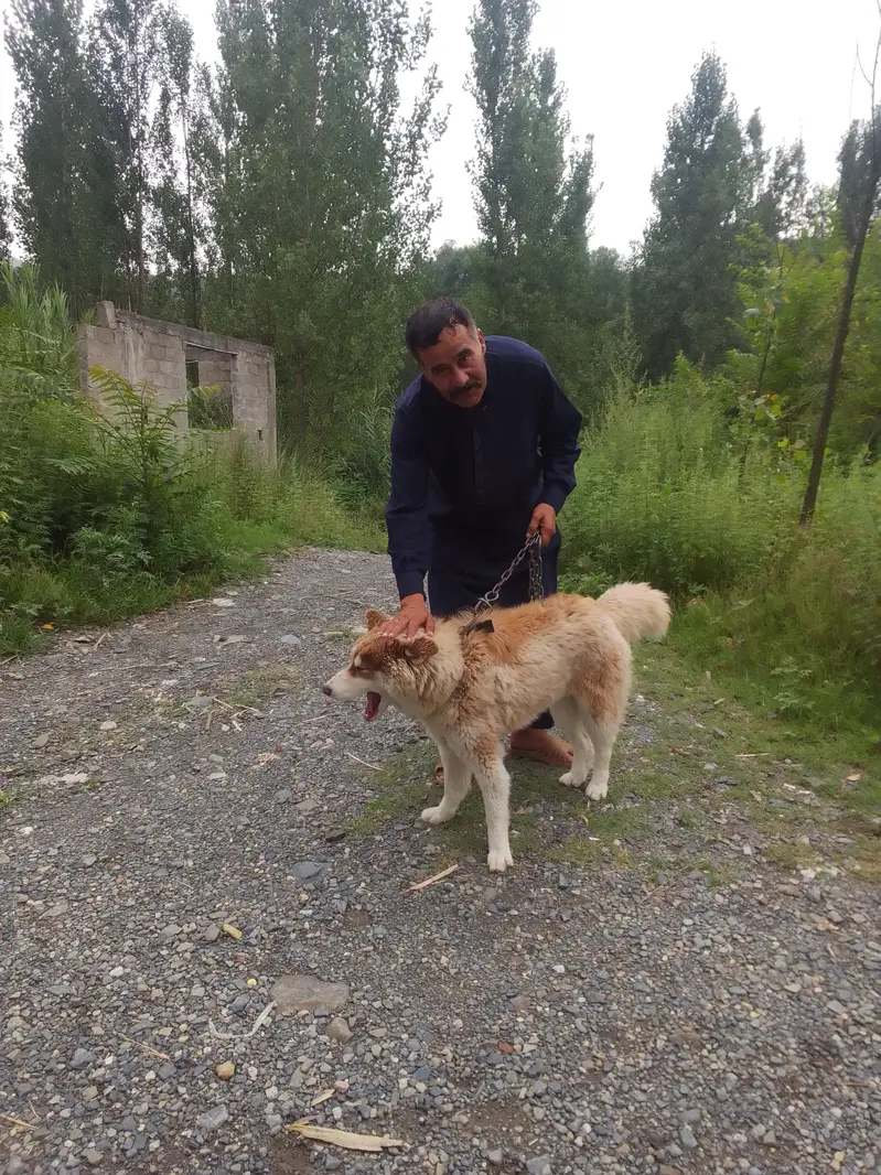 husky dog — photo 4