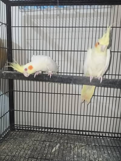 common cocktail breeder pair Location Jarnwala Sirf call O3O669IO563