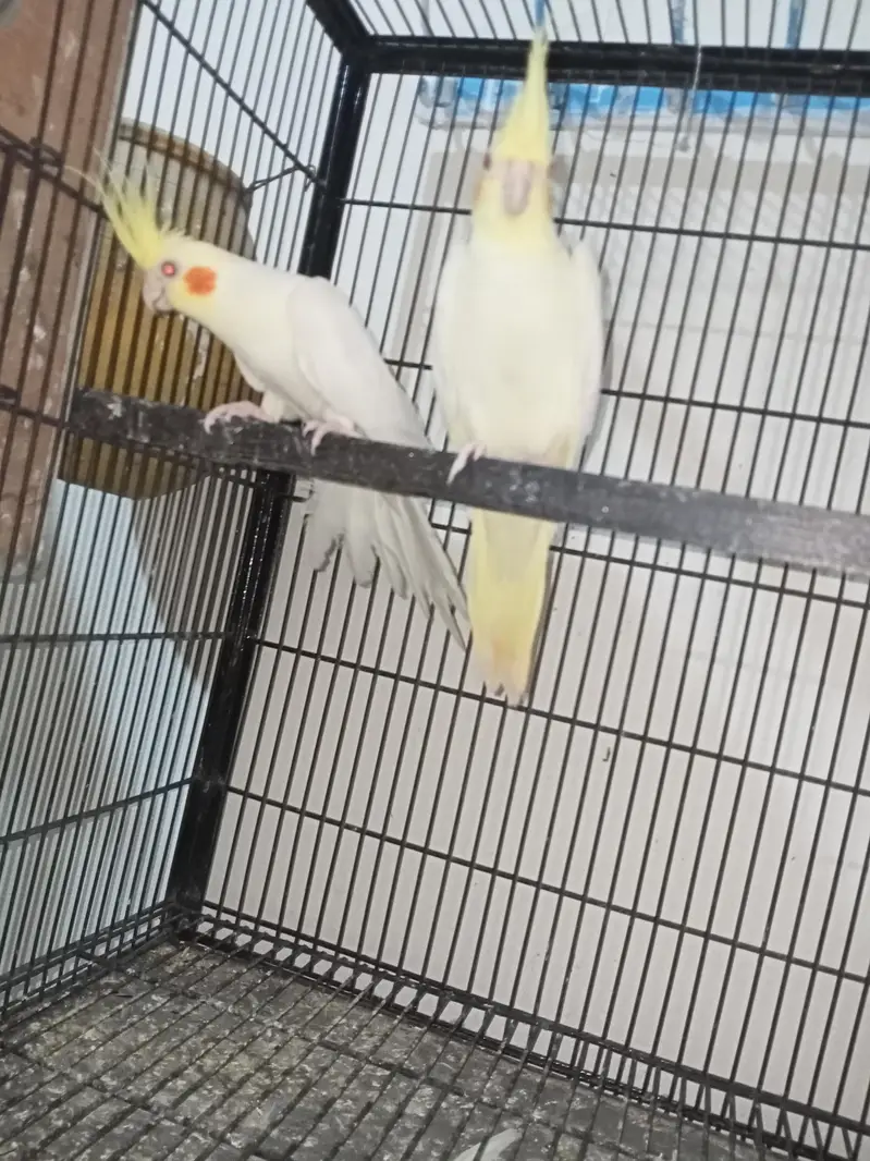 common cocktail breeder pair Location Jarnwala Sirf call O3O669IO563 — photo 2
