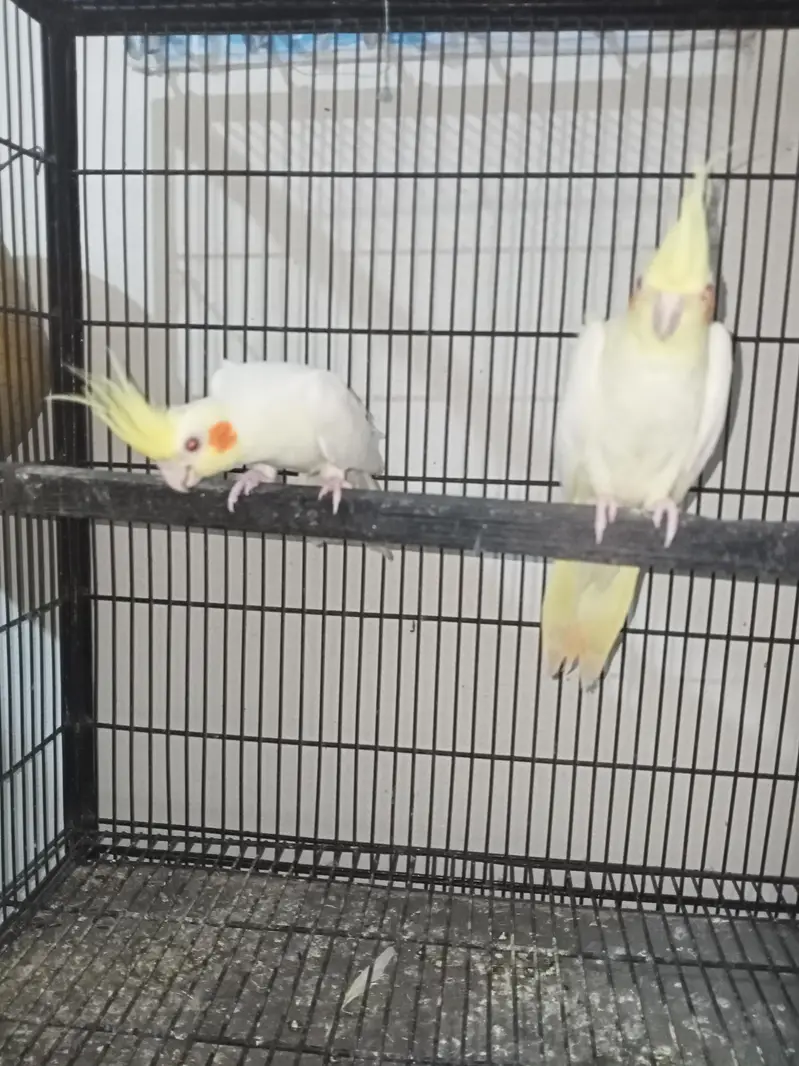 common cocktail breeder pair Location Jarnwala Sirf call O3O669IO563 — photo 3