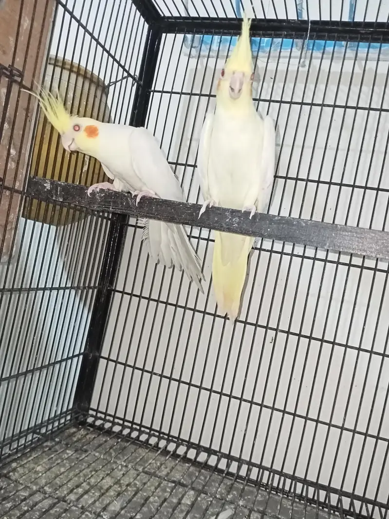 common cocktail breeder pair Location Jarnwala Sirf call O3O669IO563 — photo 4