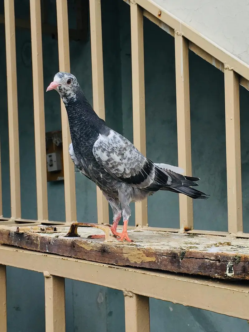 pigeon — photo 2