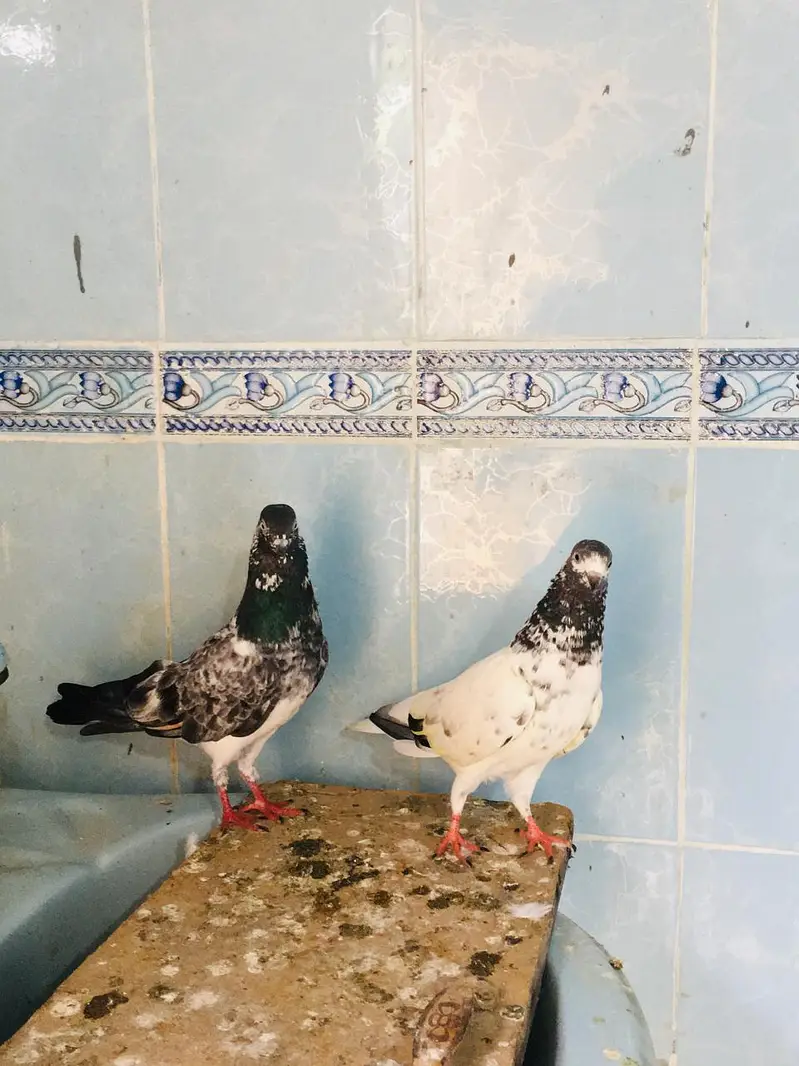 pigeon — photo 3