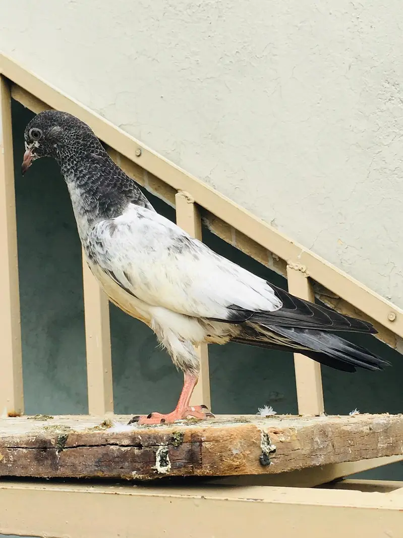 pigeon — photo 4