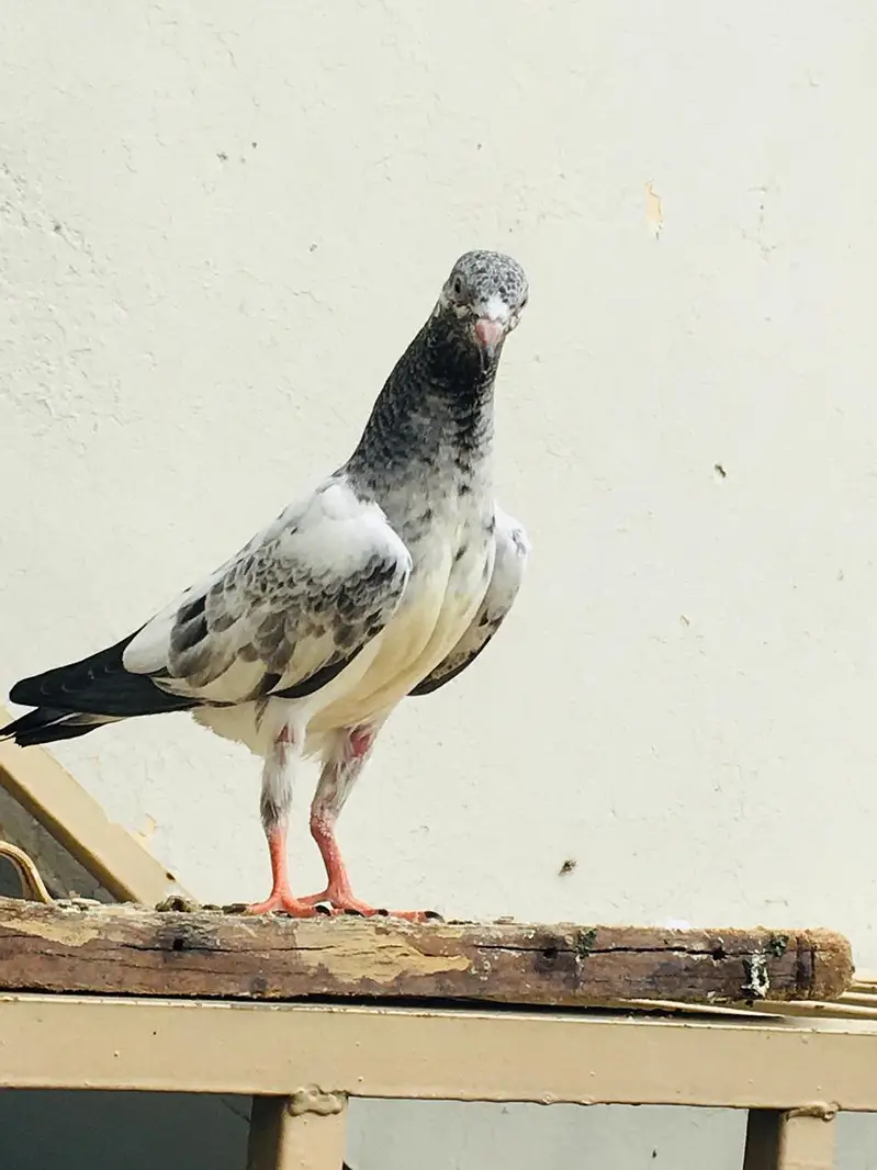 pigeon — photo 5
