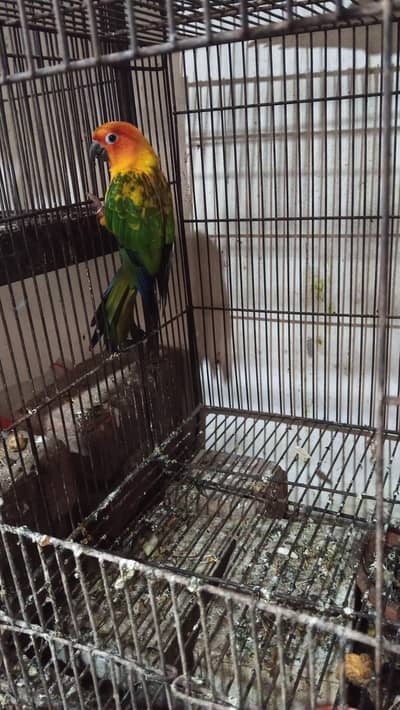 sun conure bird