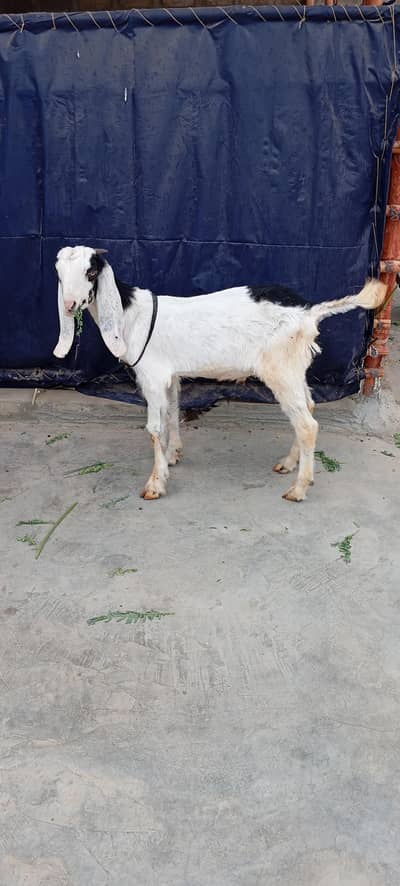 Bakra