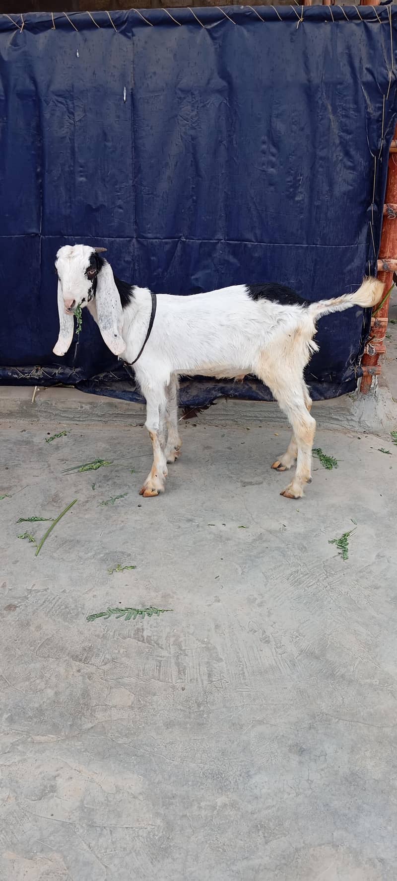 Bakra 0