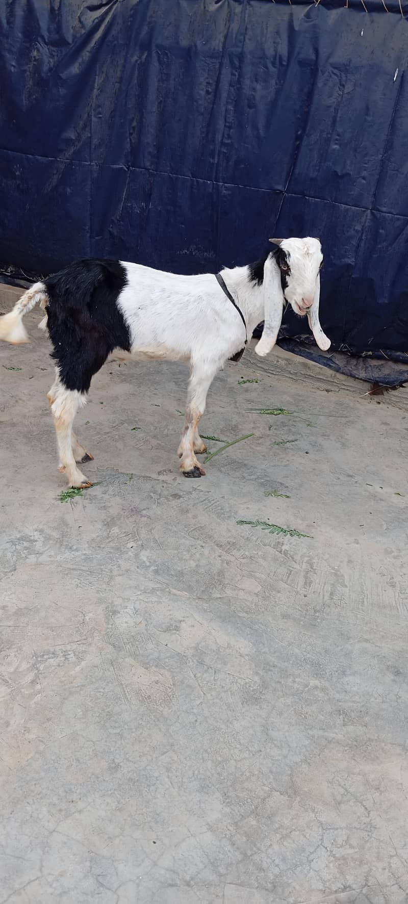 Bakra 1