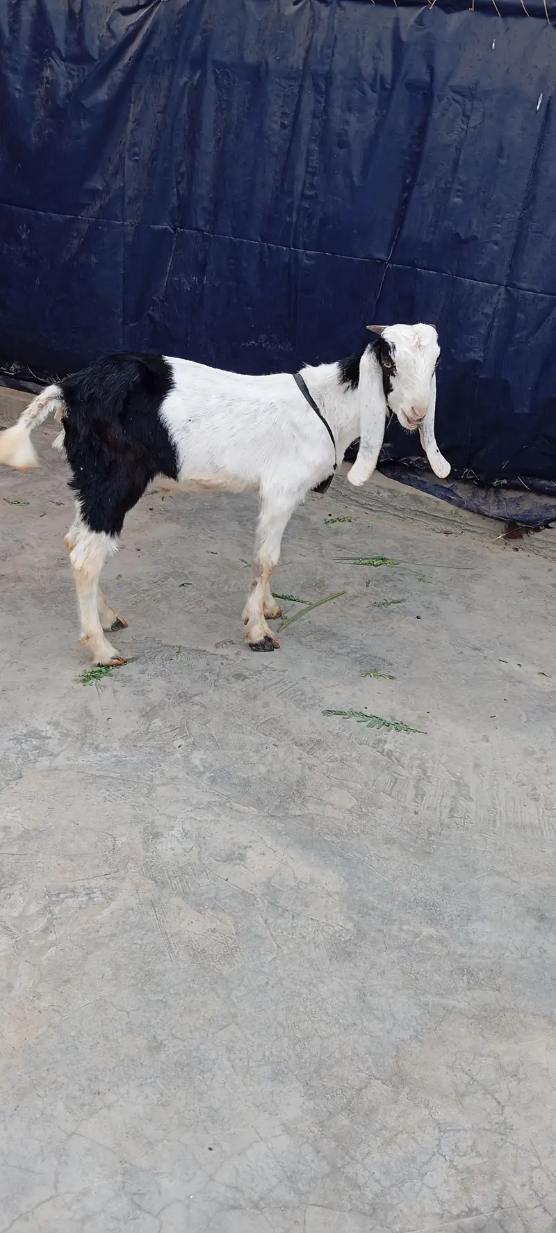 Bakra — photo 2