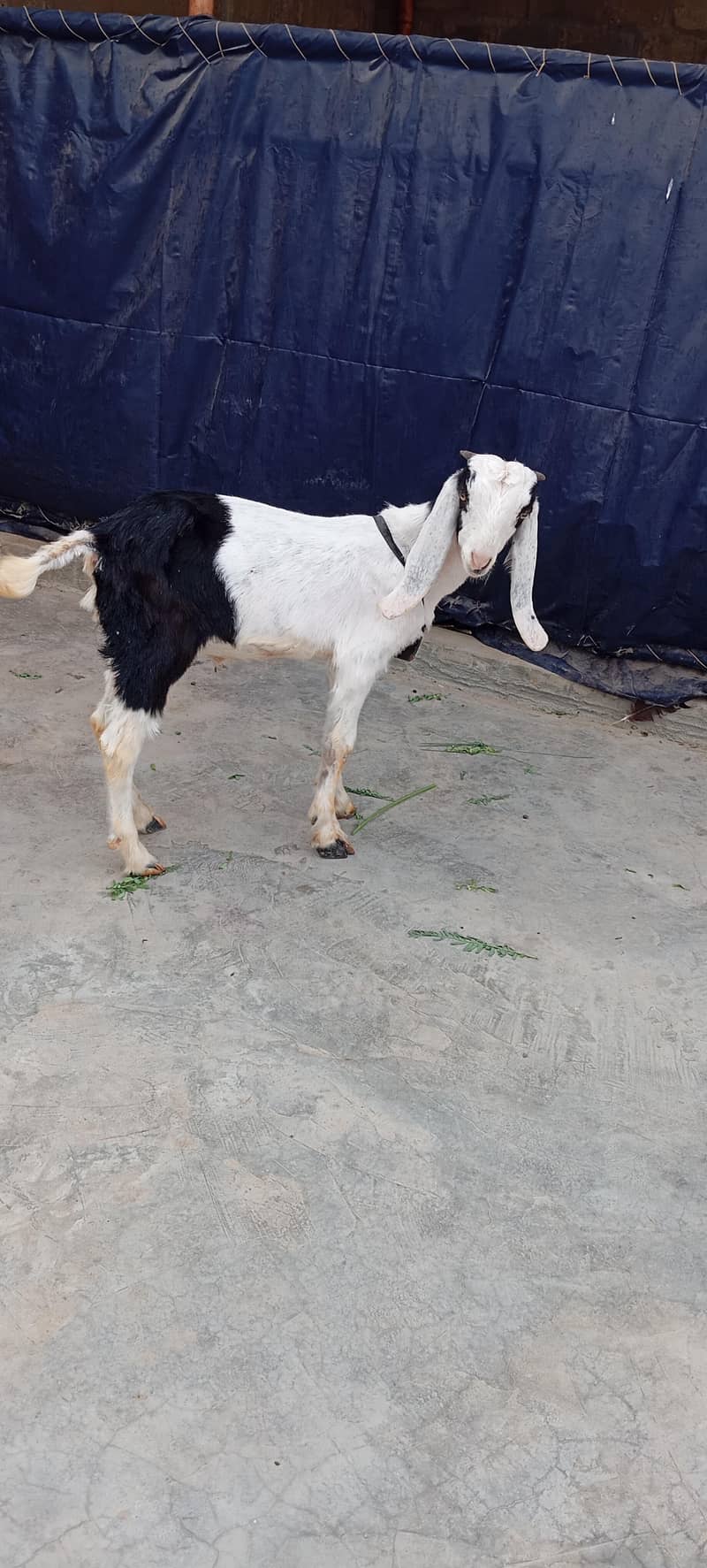 Bakra 2