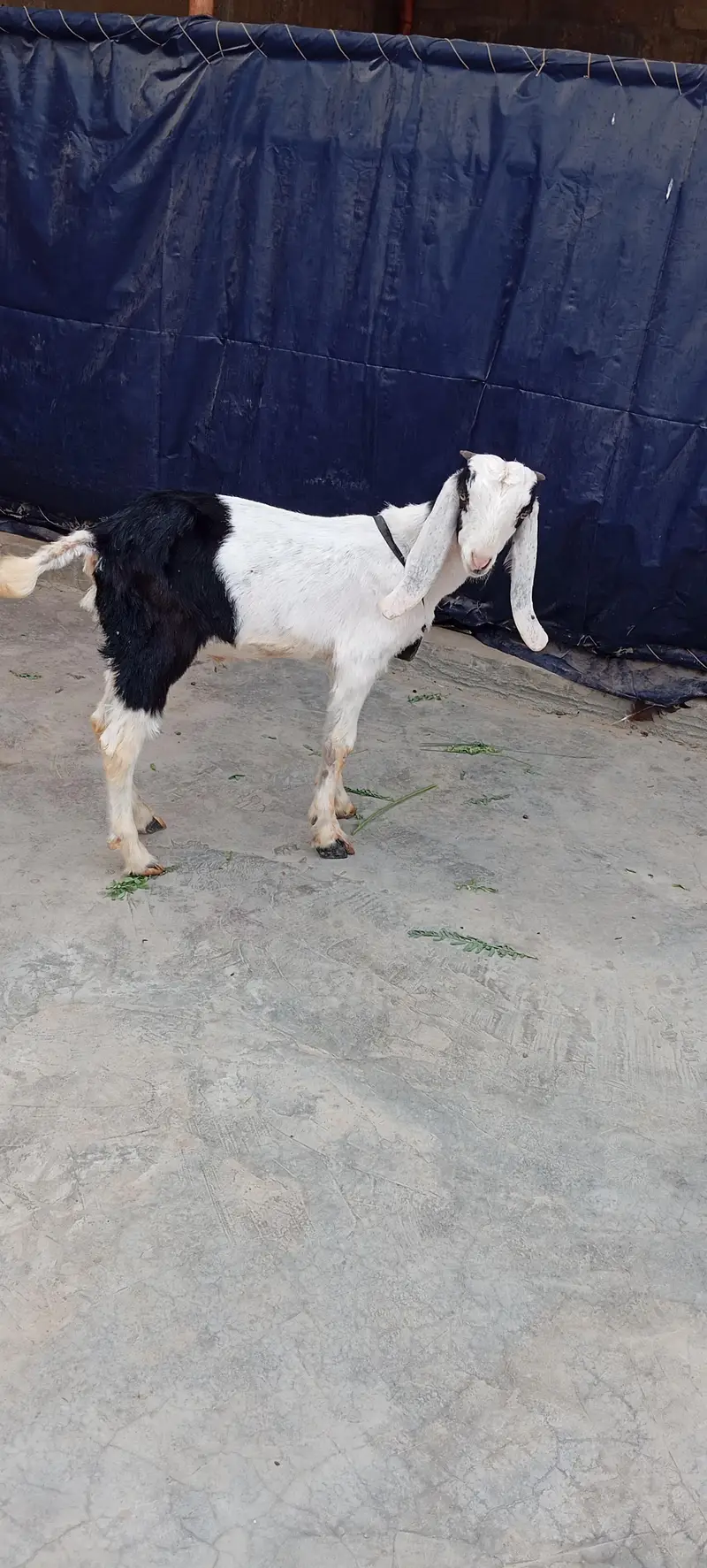 Bakra — photo 3