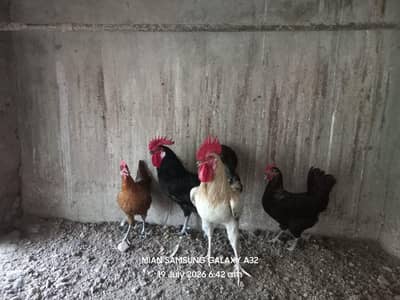 Breeder Pair , Kurak Hens Black Austrolorp And Golden misri