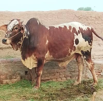 ox for sale