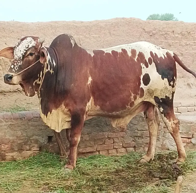 ox for sale