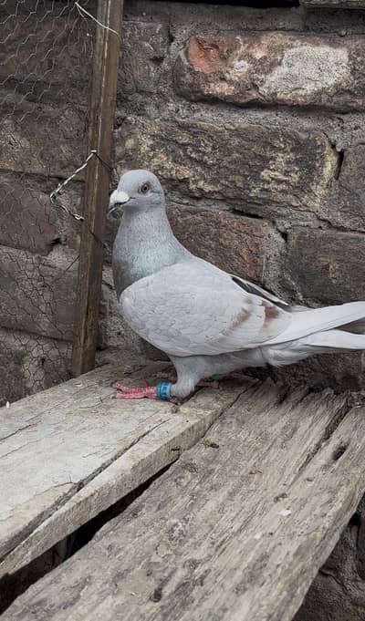 High Quality Qasid (R) Pigeon With 5 Stamps