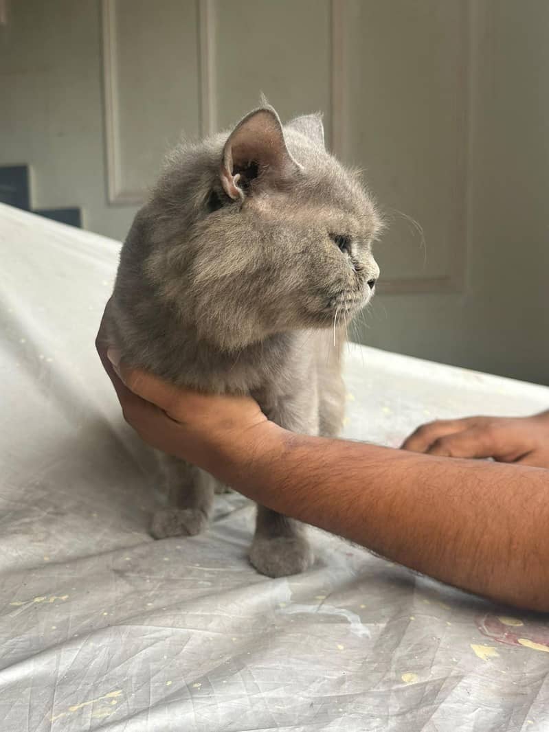 BigCat 3