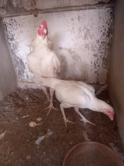 aseel Heera pair