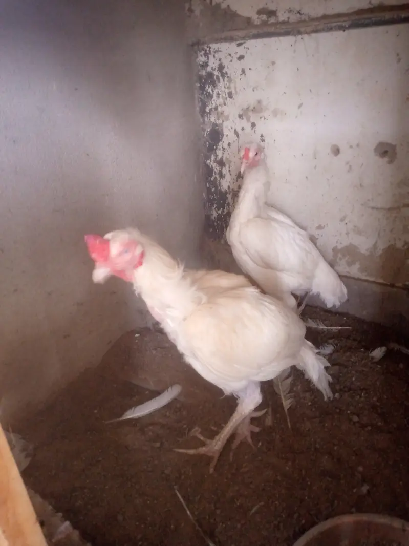 aseel Heera pair — photo 2