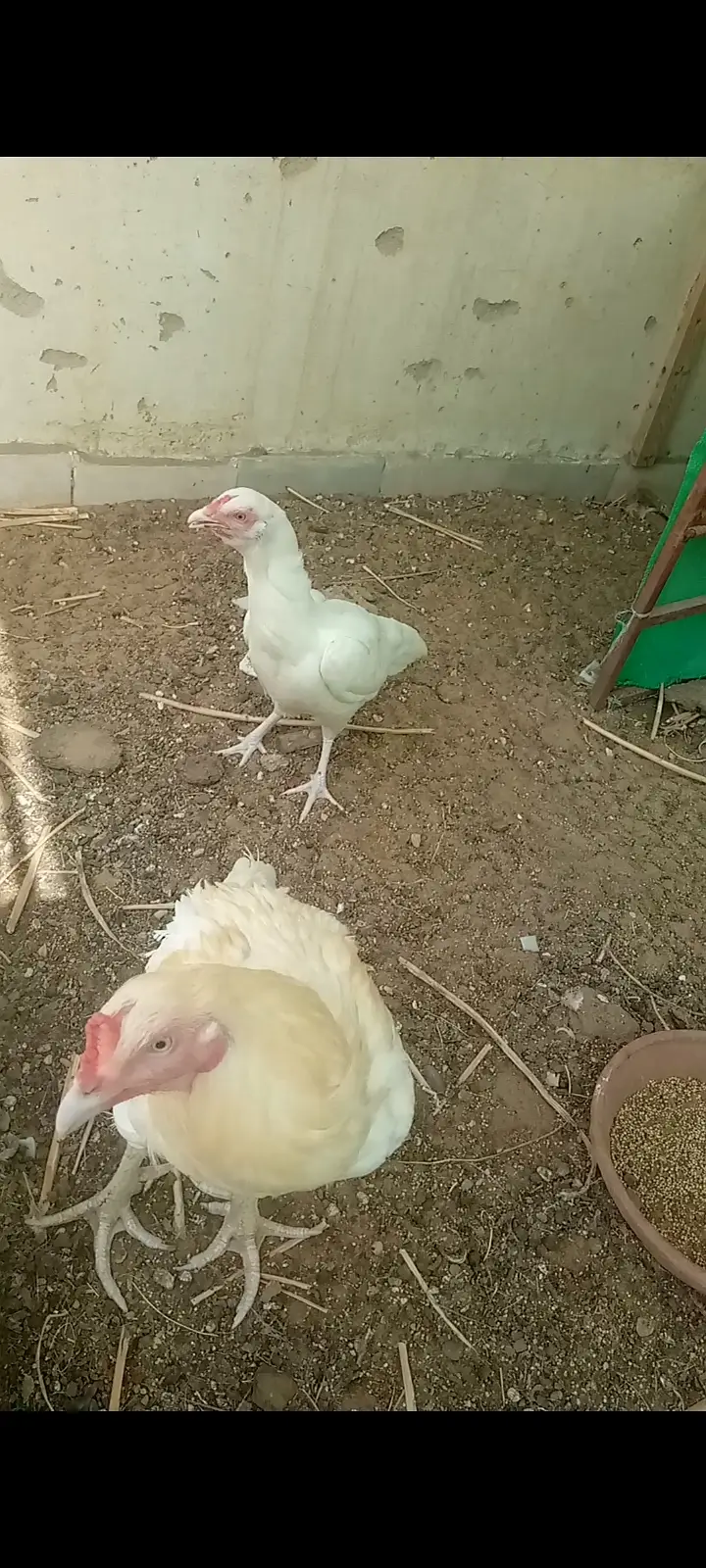 aseel Heera pair — photo 4