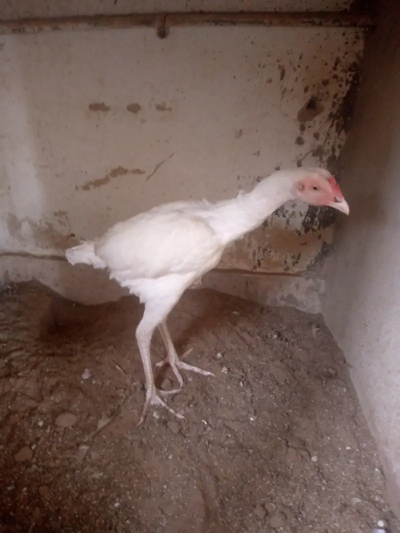 aseel Heera pair — photo 5