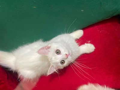 Beautifu Femalel white Hazel Eyes Persian Kitten  For Loving Family