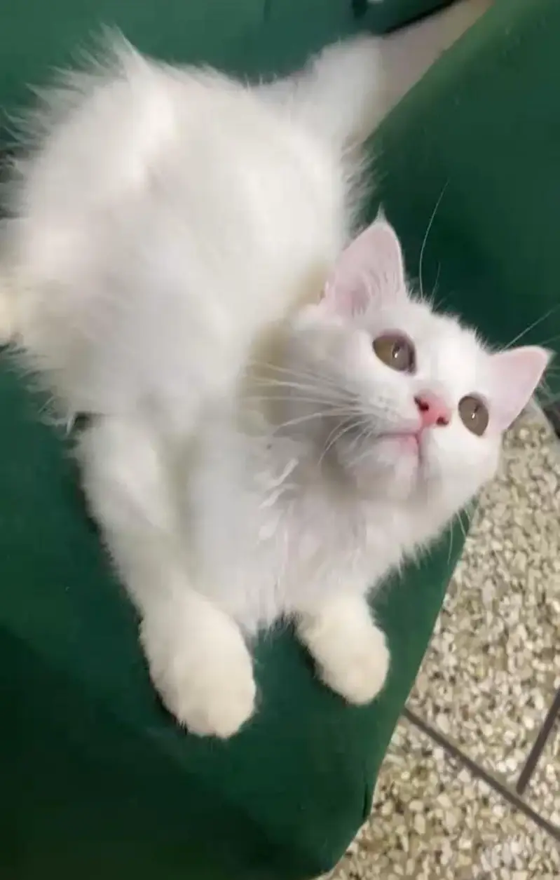 Beautifu Femalel white Hazel Eyes Persian Kitten  For Loving Family — photo 2