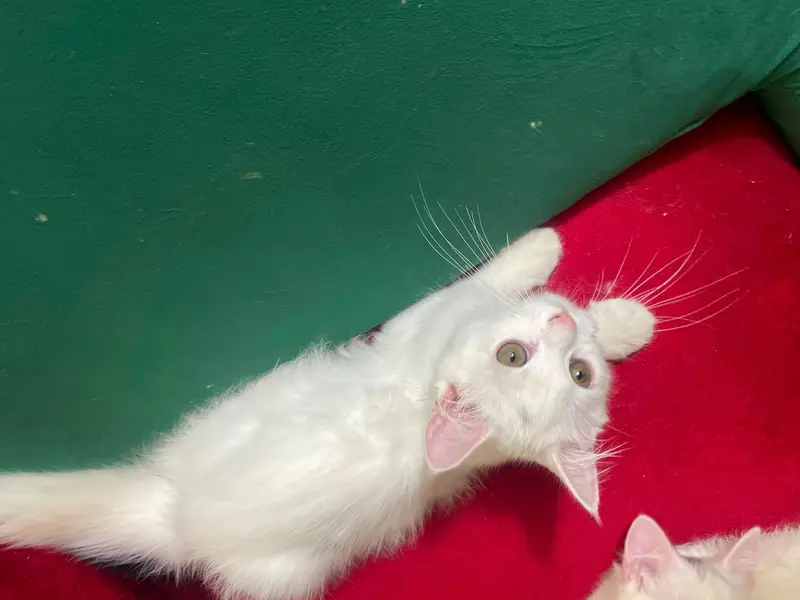 Beautifu Femalel white Hazel Eyes Persian Kitten  For Loving Family — photo 4