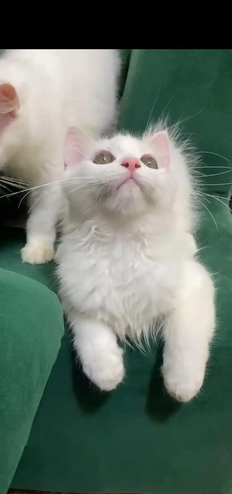 Beautifu Femalel white Hazel Eyes Persian Kitten  For Loving Family — photo 5