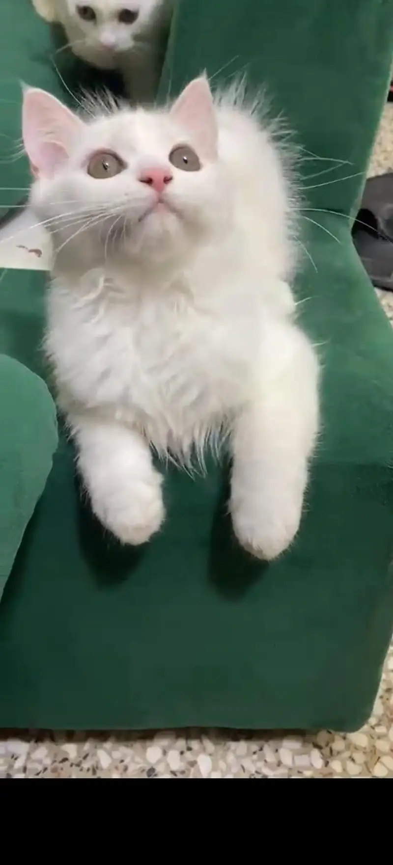 Beautifu Femalel white Hazel Eyes Persian Kitten  For Loving Family — photo 6