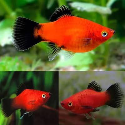 Platy Fish Available at Taxila