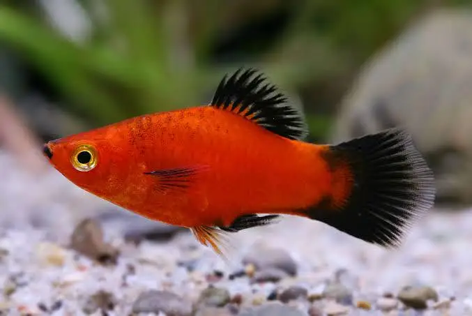 Platy Fish Available at Taxila — photo 2