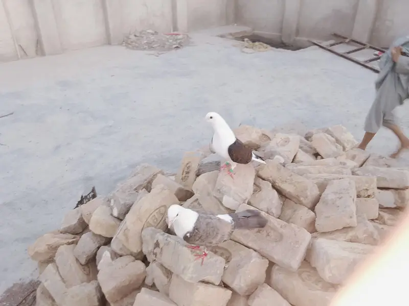 karbali pigeons