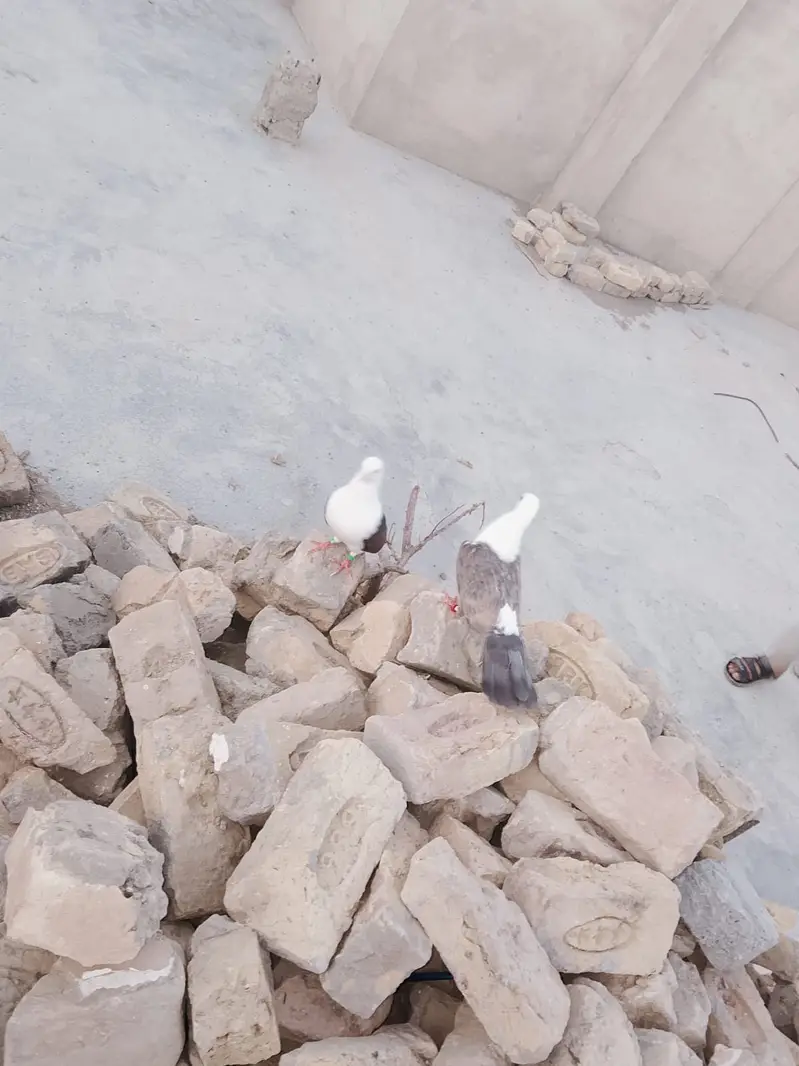 karbali pigeons — photo 3