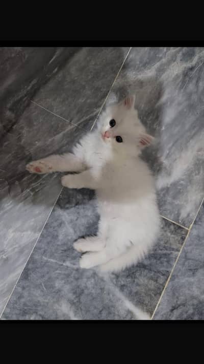 kittens urgent sale