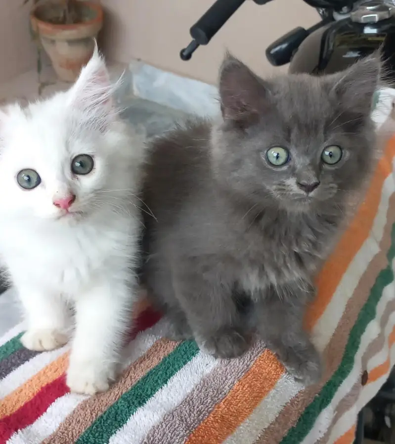 kittens urgent sale — photo 2