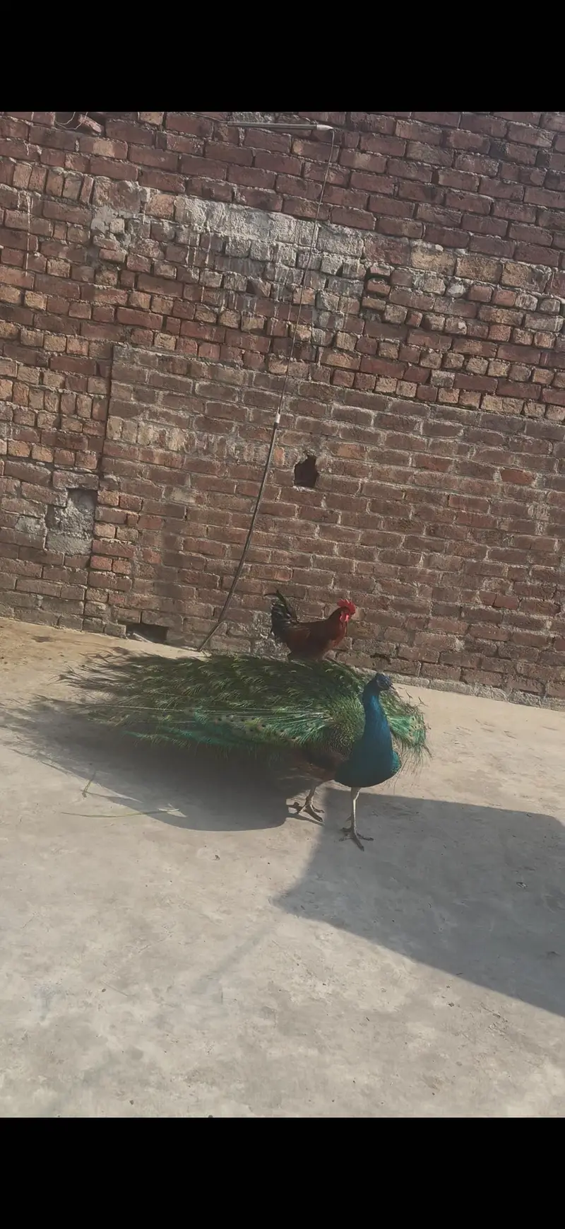 Peacock — photo 2