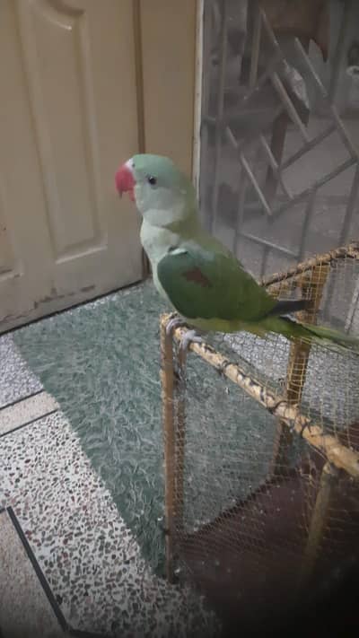 Raw Parrot Urgent Sale