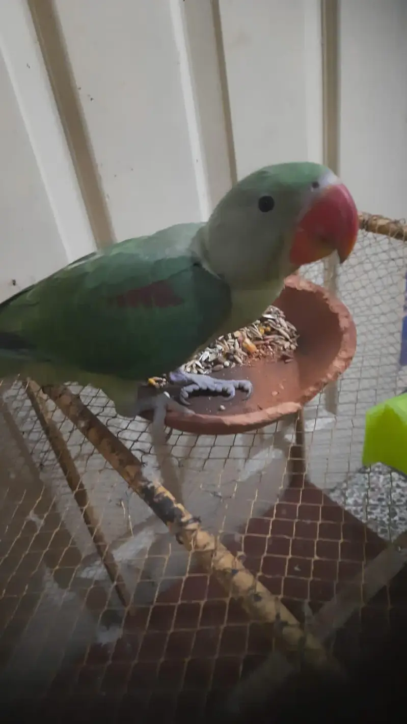Raw Parrot Urgent Sale — photo 2