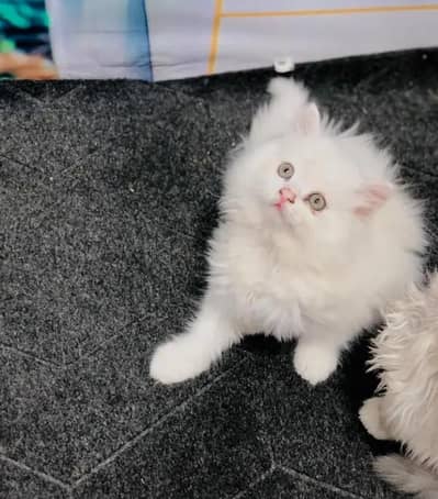 (Persian female kitten) (for sale all) (Pakistan delivery available)