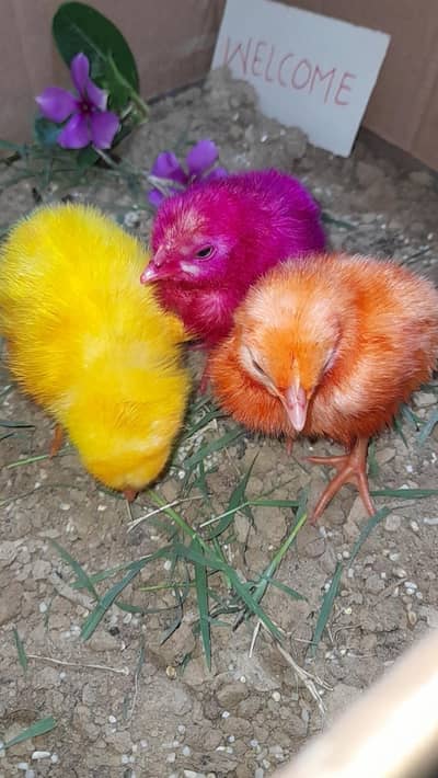 Chick for free
